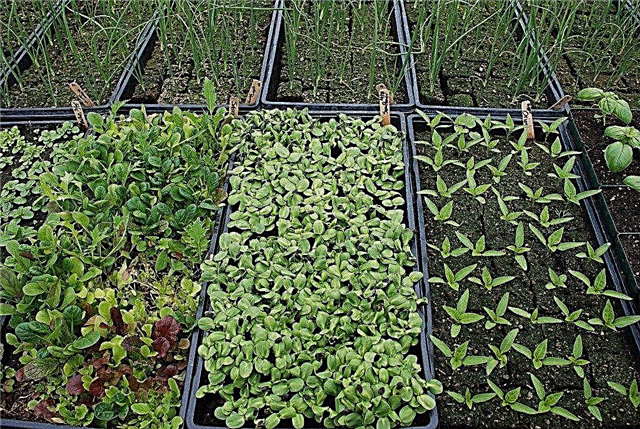 Herb que cresce nas estufas: Como crescer ervas da estufa