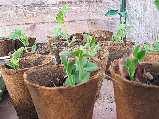 Gewächshaus-Gemüsepflanzen: Anbau von Gemüse in einem Hobby-Gewächshaus
