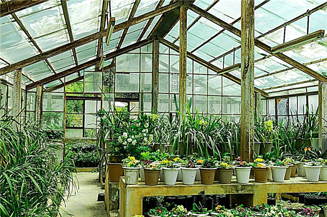 Nejlepší skleníkové rostliny: dobré rostliny rostou ve skleníku