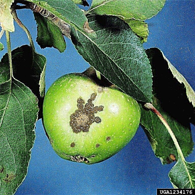 Schorf auf Apfelbäumen: Identifizierung und Behandlung von Schorfpilz