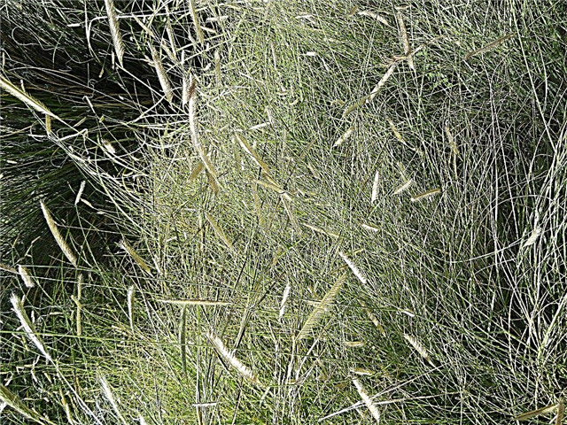 Što je plava grama trava: informacije o njezi plavih grama trave
