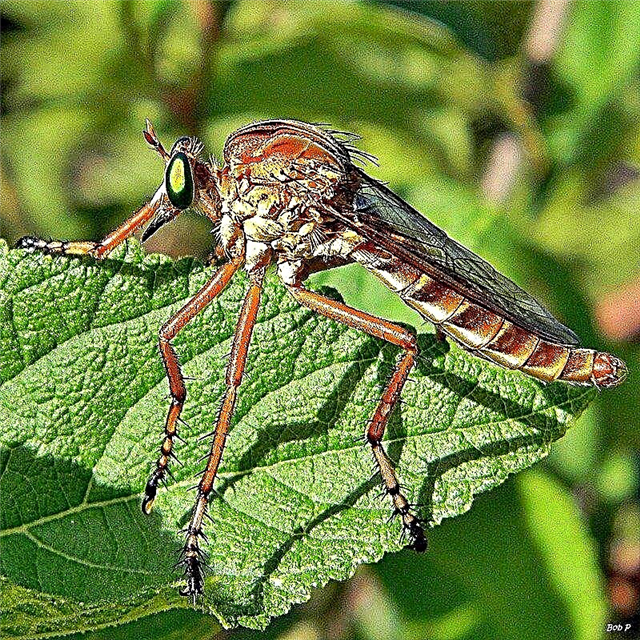 Que sont les mouches voleuses: informations sur les insectes voleurs
