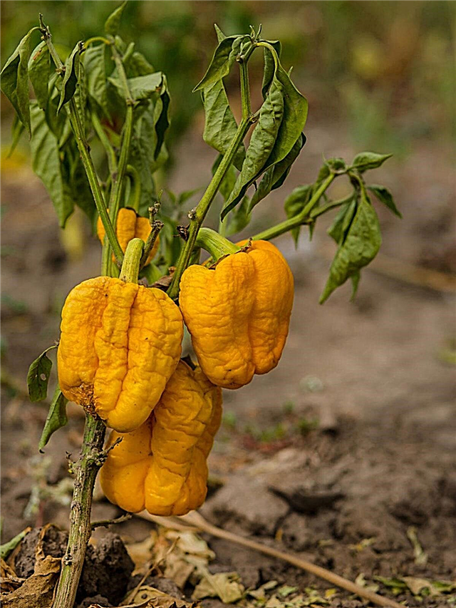 Pepřové vädnutie na rastlinách - čo spôsobuje papriku
