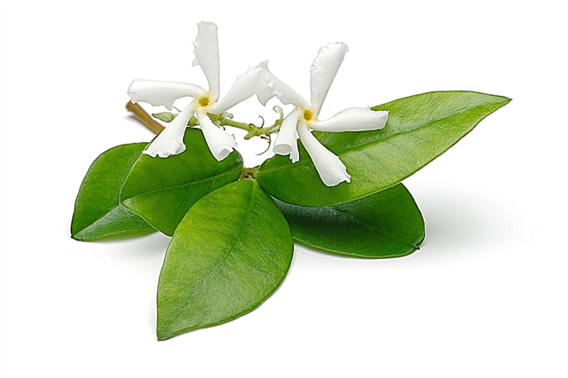 Behandling av jasminblad: vad man ska göra för jasminväxter som tappar löv