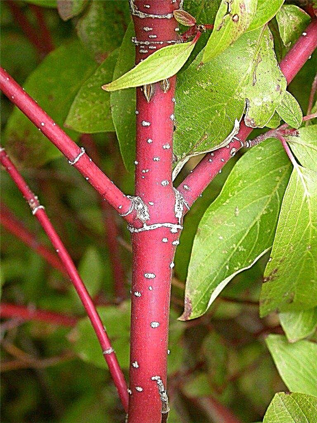 Sarkanā zariņa kizils kopšana: padomi sarkanā zariņa kizils audzēšanai
