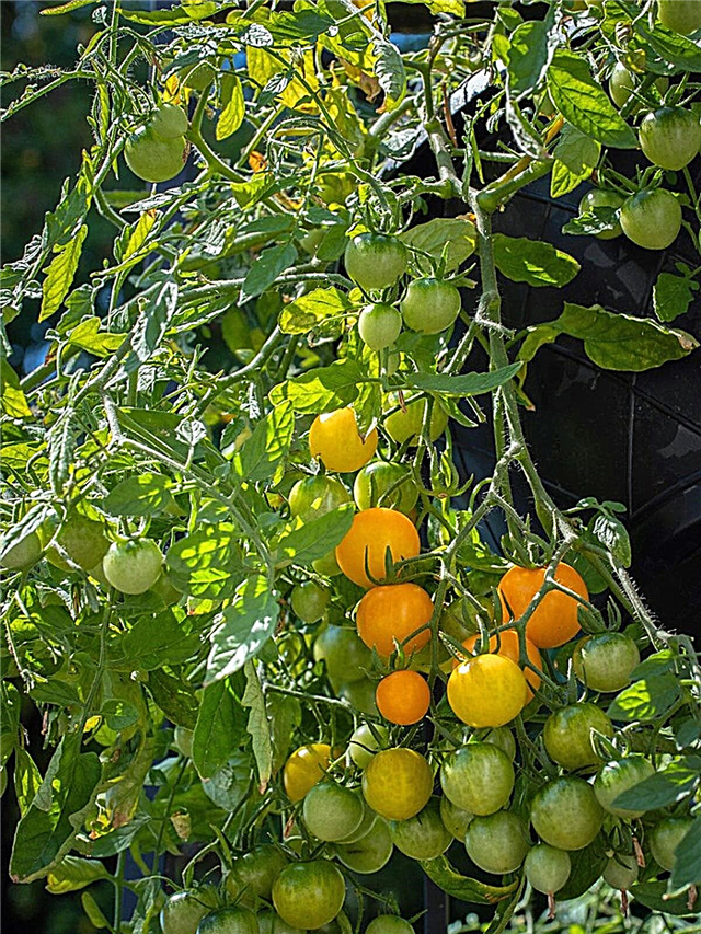 Legumes para cestas de suspensão: Cultivo de legumes em uma cesta de suspensão