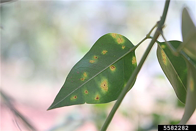 Jazminų augalų problemos: kaip gydyti įprastas jazminų ligas