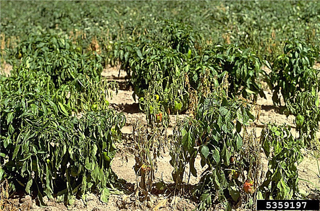 Blight Plant Pepper: Maklumat Untuk Mengawal Phytophthora Pada Lada
