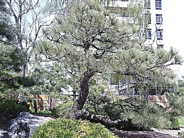 Ponderosa Pine Plant Guide: تعرف على Ponderosa Pines ورعايتهم