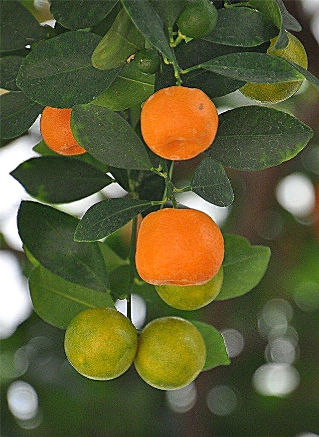 Cold Hardy Citrus Trees: Citrus Trees som är kalltoleranta