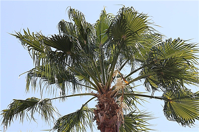 O que são palmeiras de repolho: informações sobre cuidados com palmeiras de repolho