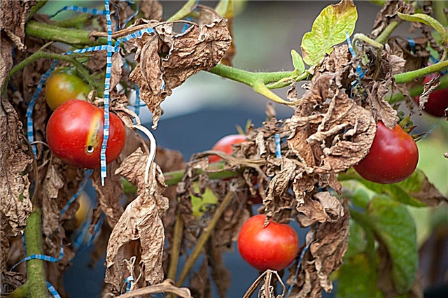 Blattbräunung in Gemüsepflanzen: Was verursacht braune Blätter auf Gemüse?