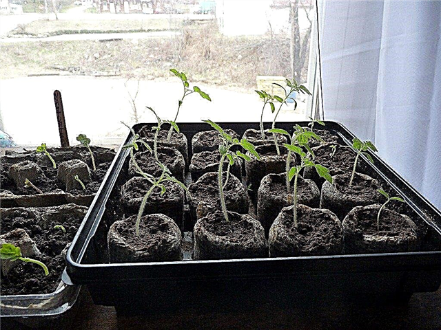 Odla en källarträdgård: Kan du odla grönsaker i källaren