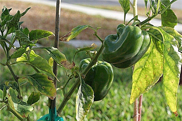 Uvijanje lišća na paprikama: što učiniti za biljke paprike s listićima kovrče