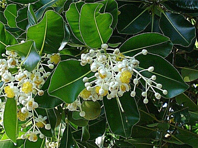 Información del árbol de Calophyllum: aprenda sobre el cultivo del árbol de hojas de belleza