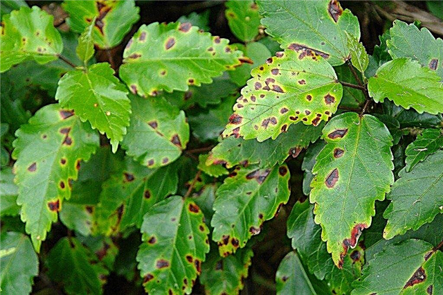 Was ist Angular Leaf Spot: Behandlung von Angular Leaf Spot auf Pflanzen