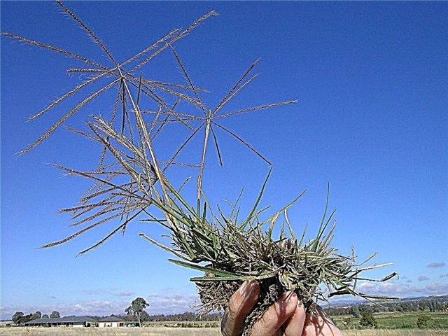 Что такое ветряная трава: узнайте об информации о ветряной траве