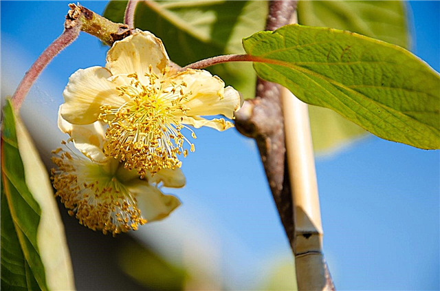 Kiwi-Pflanzenidentifikation: Bestimmung des Geschlechts von Kiwi-Weinpflanzen
