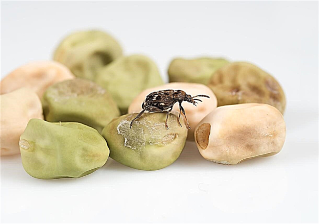 Bezelye Böceği Nedir: Bezelye Böceği Zararlılarının Kontrolü İçin Bilgi