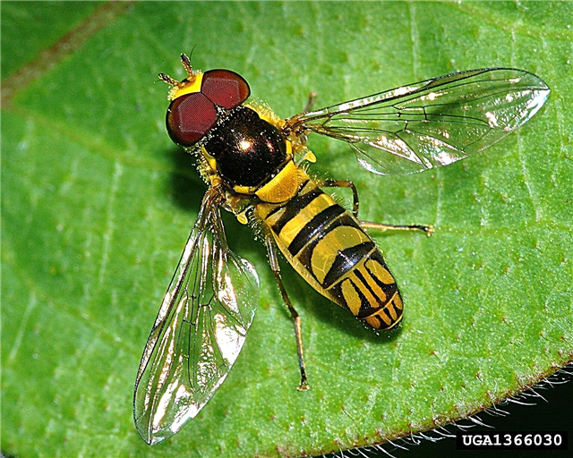 Hover Fly Information: النباتات التي تجذب الذباب إلى الحديقة