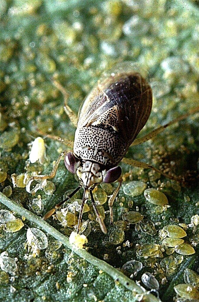 Hva er store øyefeil: Hvordan er store øye-bugs gunstige i hager