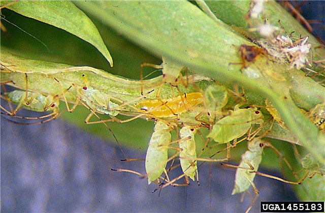 ما هو المن المنج: استخدام حشرات المن المنى لمكافحة الآفات