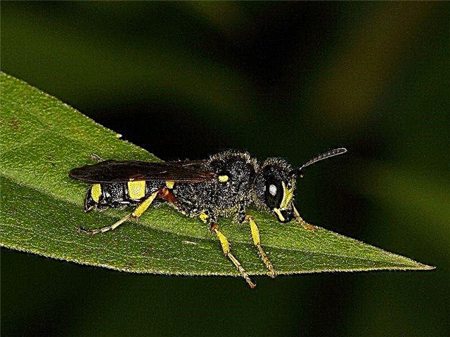 O que são vespas predatórias: informações sobre vespas úteis que são predatórias