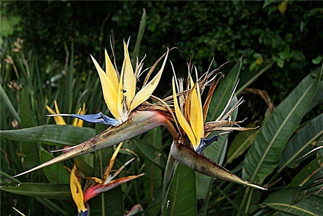 Removendo flores Bird Of Paradise: Como Deadhead flores Bird Of Paradise