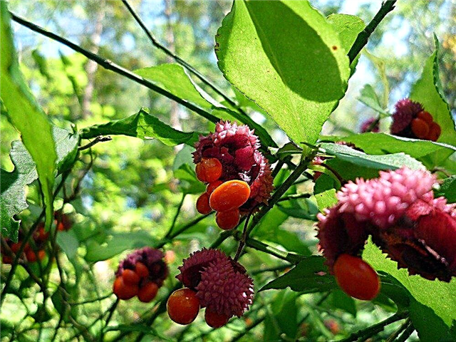 Tumbuh Strawberry Bush - Pelajari Cara Menumbuhkan Strawberry Bush