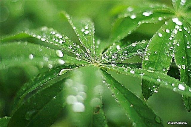 מהו גשם חומצי: טיפים לשמירה על צמחים מנזקי גשם חומצי