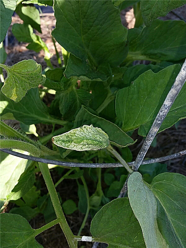 Доматните листа стават бели: как да третираме доматените растения с бели листа