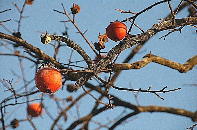 Japanse persimmon planten: tips voor het kweken van Kaki Japanse dadelpruimen