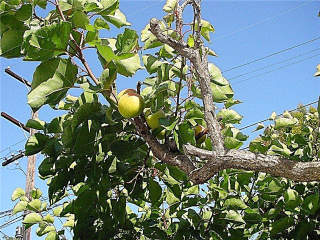 Abricot Fruit Drop: Causes et traitement de la chute des fruits d'abricot
