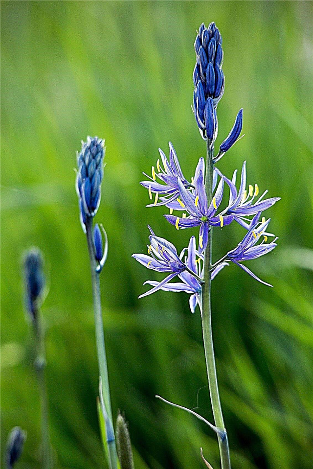 Camassia Lily Bulb Growing: informatie over Camas Plant Care