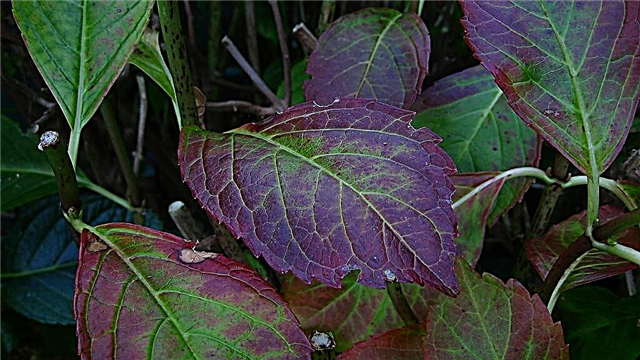 Hojas de hortensias que se vuelven púrpuras: tratamiento de hojas de hortensias que se vuelven púrpuras
