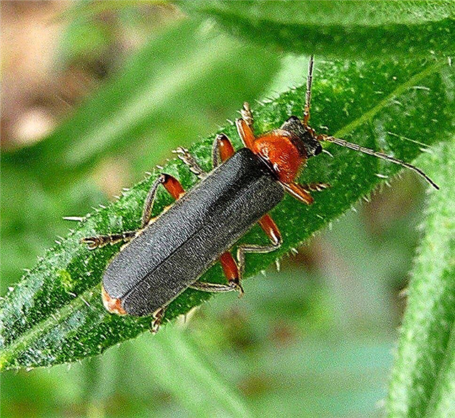 Los escarabajos soldados son buenos o malos: atraer escarabajos soldados al jardín