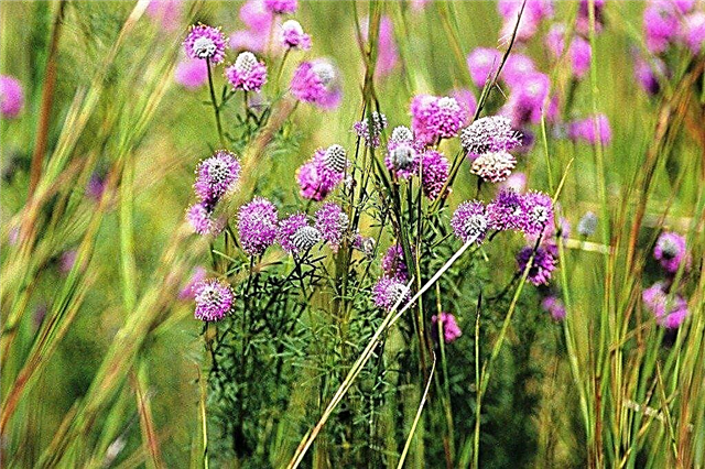Información del trébol de la pradera: cultivo de trébol de la pradera púrpura en jardines