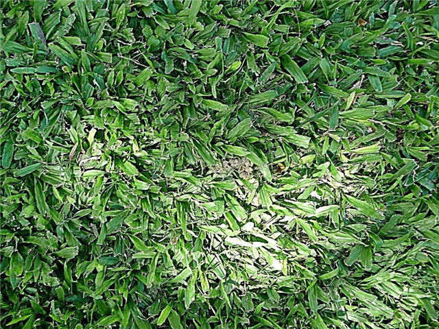 Verwendung von Teppichgras: Informationen zu Teppichgras in Rasenflächen