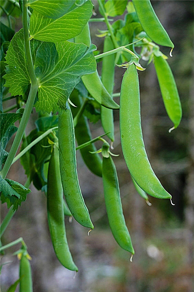 Pot Grown Garden Peas: Cách trồng đậu Hà Lan trong một container