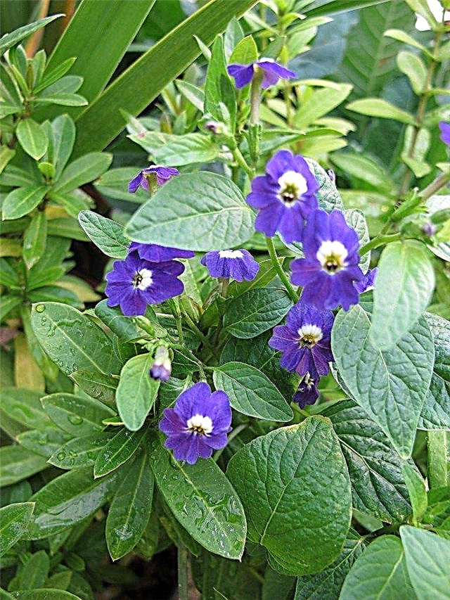 Browallia Planting Info: Conseils pour cultiver une plante à fleurs de saphir