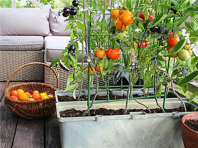 Gemüse auf Decks anbauen: So bauen Sie Gemüse auf Deck an