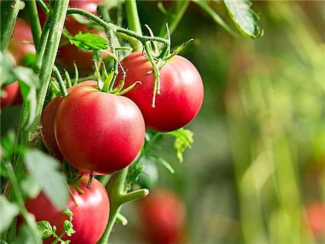 Tolérance à la température de la tomate: meilleure température de croissance pour les tomates