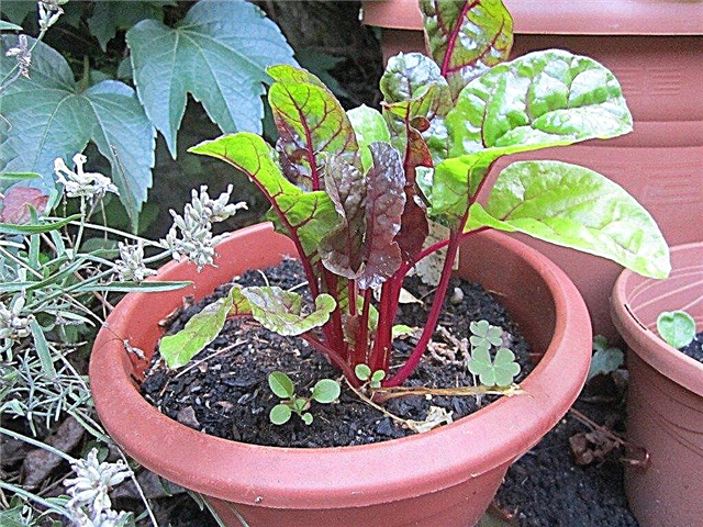 Container Grown Beets: Lær om pleie av potte rødbeter