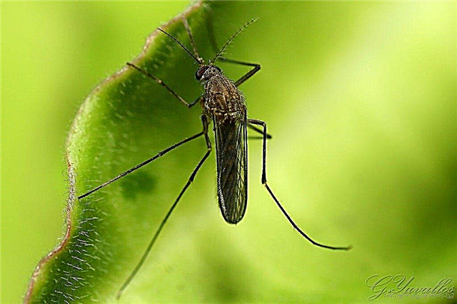 ¿Qué es Bacillus Thuringiensis Israelensis? Aprenda sobre el insecticida BTI