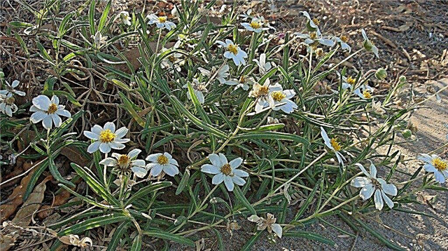 Melampodium Bitki Bakımı - Büyüyen Melampodium Çiçek İpuçları