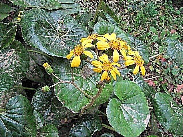 ข้อมูลพืช Ligularia: วิธีดูแลดอก Ligularia Ragwort