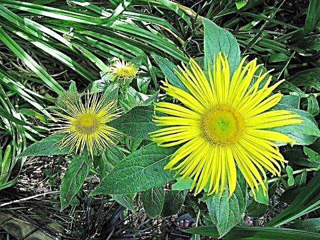 Nega rastlin Inula: Naučite se, kako gojiti rastline inul