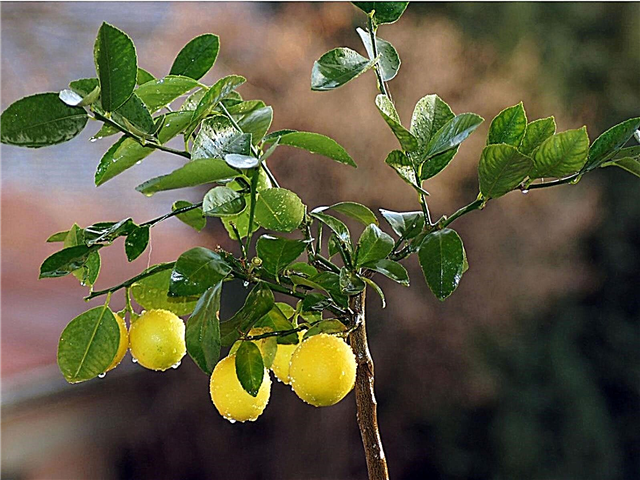 Lemon Tree Drop Drop Leaves: Jak zapobiegać opadaniu liści Lemon Tree