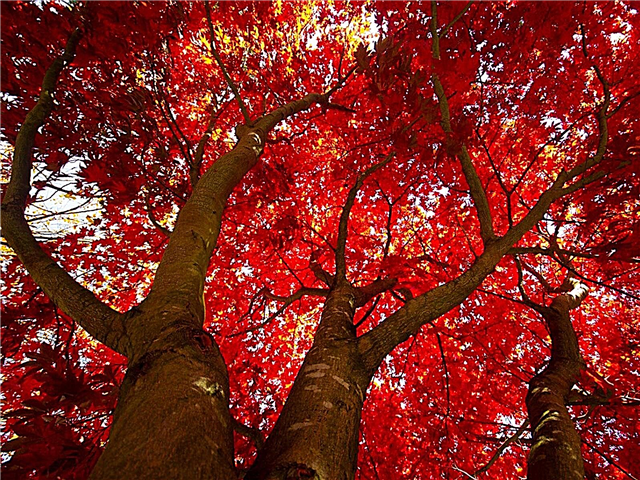 Грижа за червени кленови дървета: Как да отглеждаме червено кленово дърво