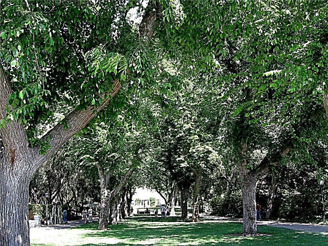 زراعة أشجار الدردار: تعرف على أشجار الدردار في المناظر الطبيعية